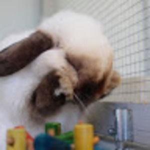 Meet your Posher, Collette